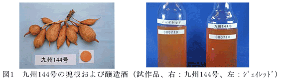 図1 九州144号の塊根および醸造酒(試作品、右:九州144号、左:ジェイレッド)