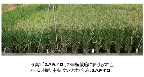 写真1.「まきみずほ」の早植栽培における立毛。左:日本晴、中央:ホシアオバ、右:まきみずほ
