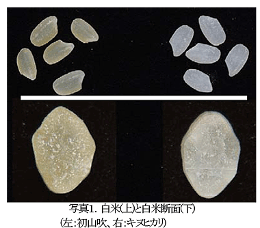 写真1.白米(上)と白米断面(下)(左:初山吹、右:キヌヒカリ)
