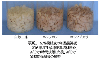 写真1 55%搗精麦の加熱後褐変2006 年度生検標肥栽培材料を、95°Cで1時間炊飯した後、70°Cで20 時間保温後の褐変