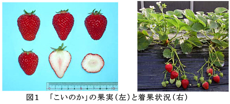 図1 「こいのか」の果実(左)と着果状況(右)