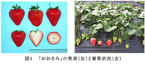 図1 「おおきみ」の果実(左)と着果状況(右)