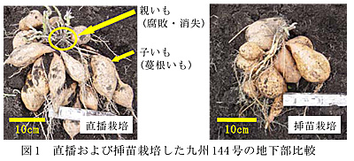 図1 直播および挿苗栽培した九州144 号の地下部比較