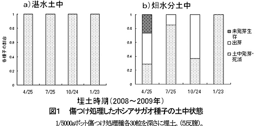 図1 傷つけ処理したホシアサガオ種子の土中生存状態