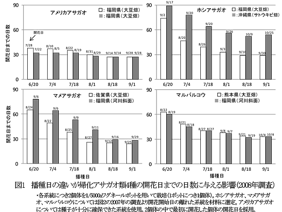 図1 播種日の違いが帰化アサガオ類4種の開花日までの日数に与える影響(2008年調査)
