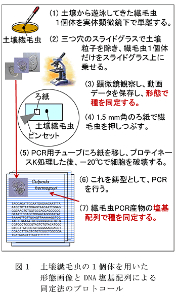 図1 土壌繊毛虫の1個体を用いた形態画像とDNA 塩基配列による同定法のプロトコール