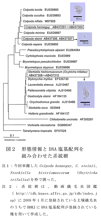 図2 形態情報とDNA 塩基配列を組み合わせた系統樹