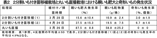 表2 2分割いも付き苗移植栽培と丸いも直播栽培における親いも肥大と奇形いもの発生状況