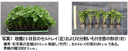 写真1 培養2 3 日目のセルトレイ(左)および2分割いも付き苗の形状(右)