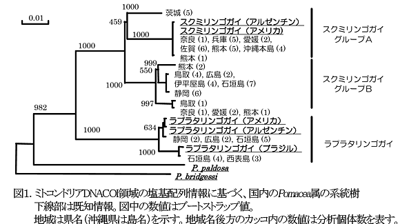 図1.ミトコンドリアDNACOI領域の塩基配列情報に基づく、国内のPomacea属の系統樹