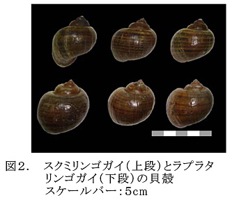 図2.スクミリンゴガイ(上段)とラプラタ