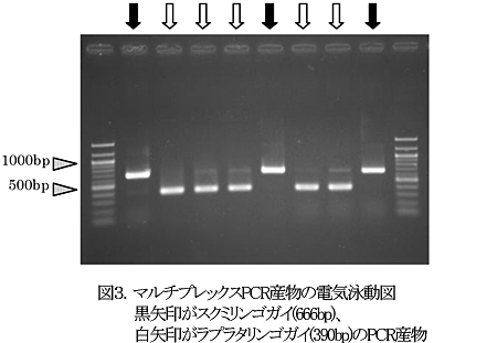 図3.マルチプレックスPCR産物の電気泳動図