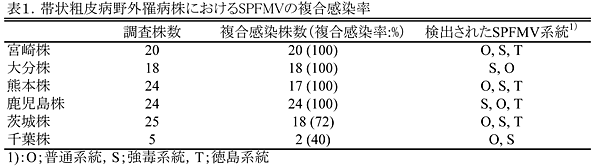 表1.帯状粗皮病野外罹病株におけるSPFMVの複合感染率