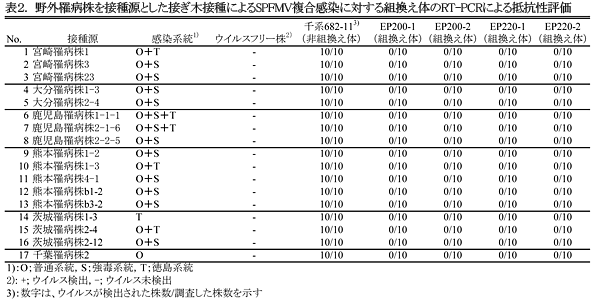 表2.野外罹病株を接種源とした接ぎ木接種によるSPFMV複合感染に対する組換え体のRT-PCRによる抵抗性評価