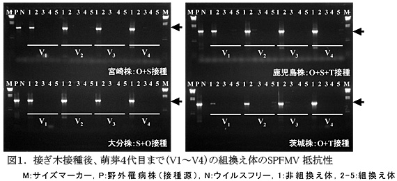 図1.接ぎ木接種後、萌芽4代目まで(V1～V4)の組換え体のSPFMV 抵抗性