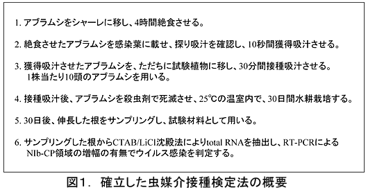 図1.確立した虫媒介接種検定法の概要