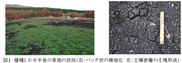 図1 播種2か月半後の草地の状況(左:パッチ状の裸地化 右:土壌表層の土塊形成)