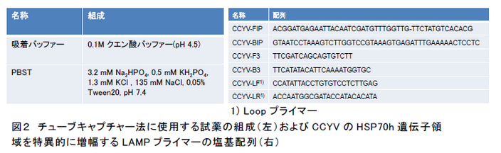 図2 チューブキャプチャー法に使用する試薬の組成(左)およびCCYV のHSP70h 遺伝子領 域を特異的に増幅するLAMP プライマーの塩基配列(右)