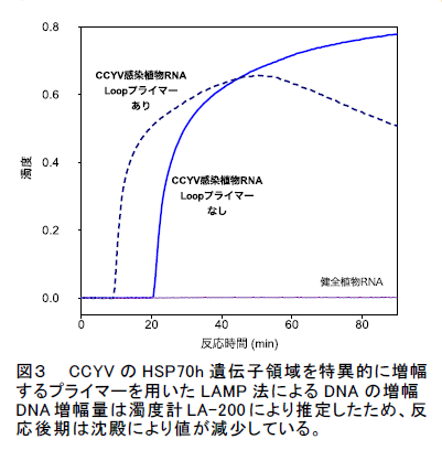 図3 CCYV のHSP70h 遺伝子領域を特異的に増幅 するプライマーを用いたLAMP 法によるDNA の増幅 DNA 増幅量は濁度計LA-200 により推定したため、反 応後期は沈殿により値が減少している。