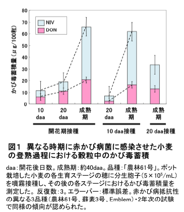 図1 異なる時期に赤かび病菌に感染させた小麦