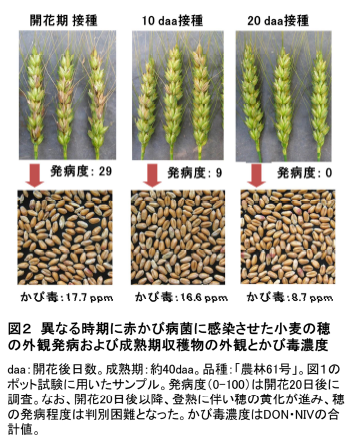 図2 異なる時期に赤かび病菌に感染させた小麦の穂の外観発病および成熟期収穫物の外観とかび毒濃度