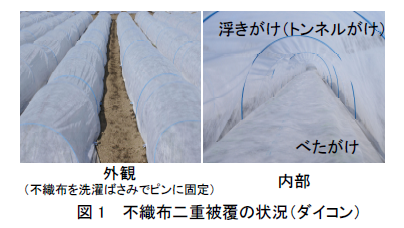 図1 不織布二重被覆の状況(ダイコン)