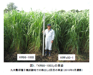 図1.「KR98-1003」の草姿