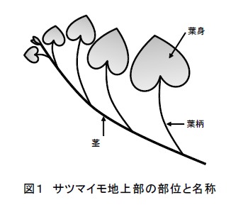 図1 サツマイモ地上部の部位と名称