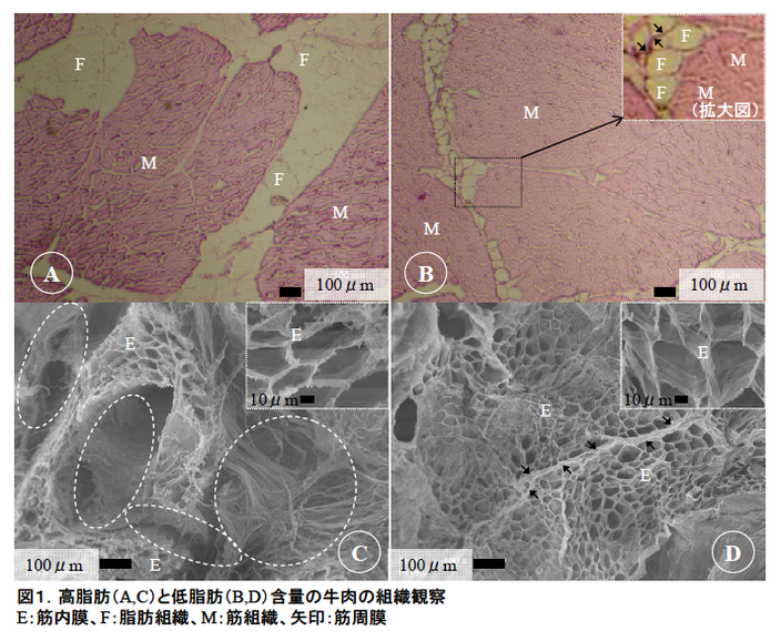 図1.高脂肪(A,C)と低脂肪(B,D)含量の牛肉の組織観察