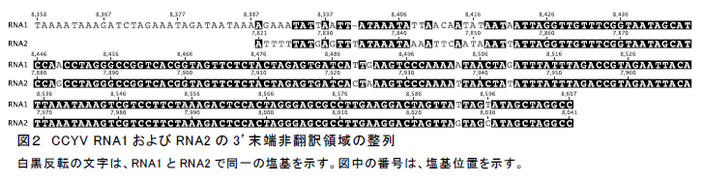 図2 CCYV RNA1 およびRNA2 の3’末端非翻訳領域の整列