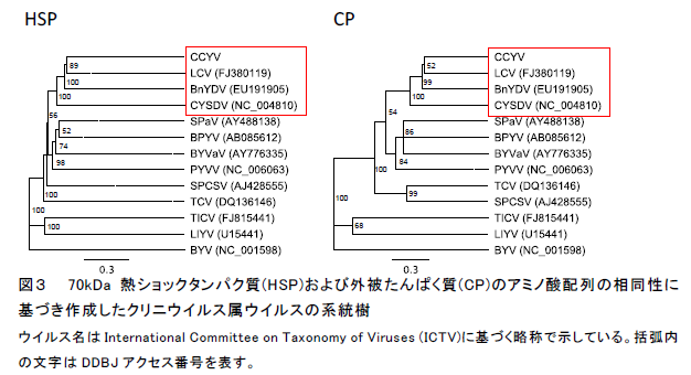 図3 70kDa 熱ショックタンパク質(HSP)および外被たんぱく質(CP)のアミノ酸配列の相同性に 基づき作成したクリニウイルス属ウイルスの系統樹