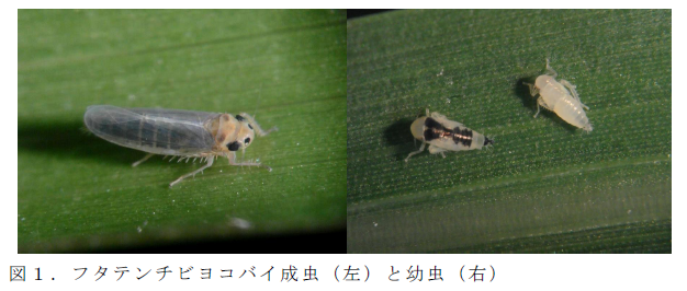 図1 . フタテンチビヨコバイ成虫( 左) と幼虫( 右)