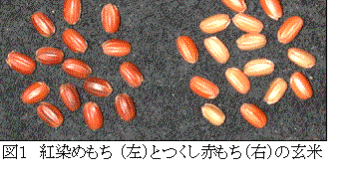 図1 西海糯243号(左)とつくし赤もち(右)の玄米