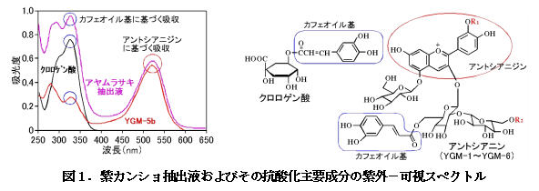 図1.紫カンショ抽出液およびその抗酸化主要成分の紫外-可視スペクトル