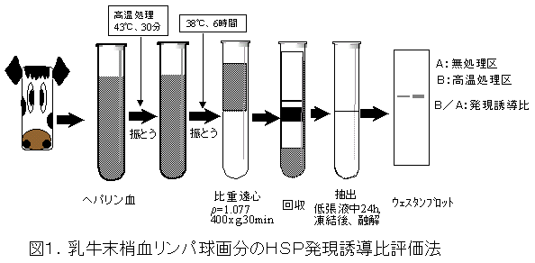 図1.乳牛末梢血リンパ球画分のHSP発現誘導比評価法