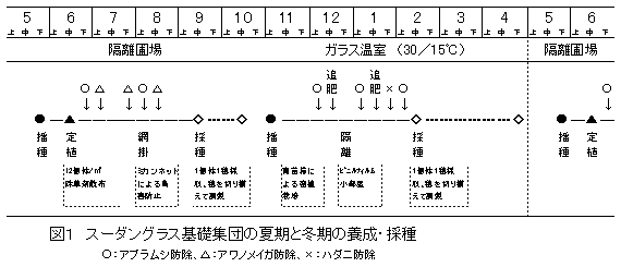 図1 スーダングラス基礎集団の夏期と冬期の養成・採種