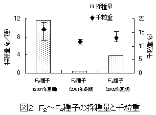 図2 F2~F4種子の採種量と千粒重