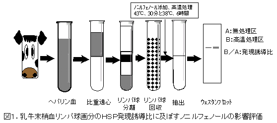 図1.乳牛末梢血リンパ球画分のHSP発現誘導比に及ぼすノニルフェノールの影響評価
