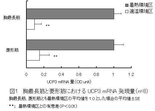 図1 胸最長筋と菱形筋におけるUCP3 mRNA 発現量
