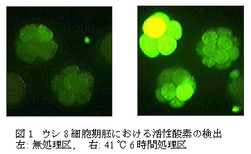 図1 ウシ8 細胞期胚における活性酸素の検出
