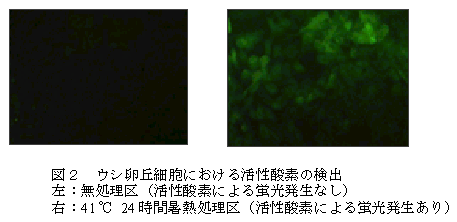 図2 ウシ卵丘細胞における活性酸素の検出