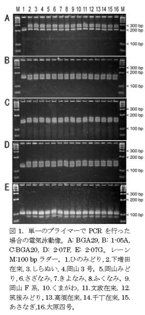 図1.単一のプライマーでPCRを行った場合の電気泳動像。