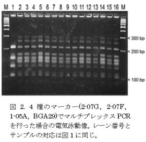 図2. 4種のマーカー(2-07G,2-07F,1-05A,BGA29)でマルチプレックスPCRを行った場合の電気泳動像。