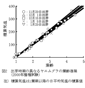 図2 出芽時期の異なるヤエムグラの葉齢進展
