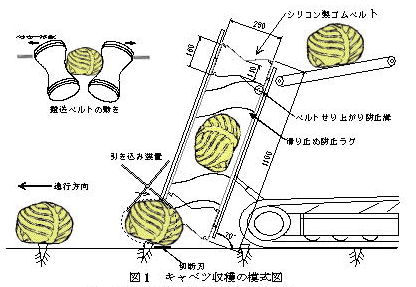 図1 キャベツ収穫の模式図