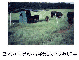 図2クリープ飼料を採食している放牧子牛