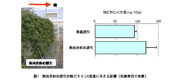 図1 南向き斜め誘引が総ビタミンC含量に与える影響(危険率5%で有意)