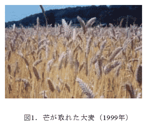 図1.芒が取れた大麦(1999年)