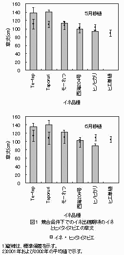 図1 競合条件下でのイネ出穂期頃のイネとヒメタイヌビエの草丈
