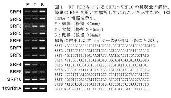 図1 RT-PCR法によるSRF1～SRF10の発現量の解析。